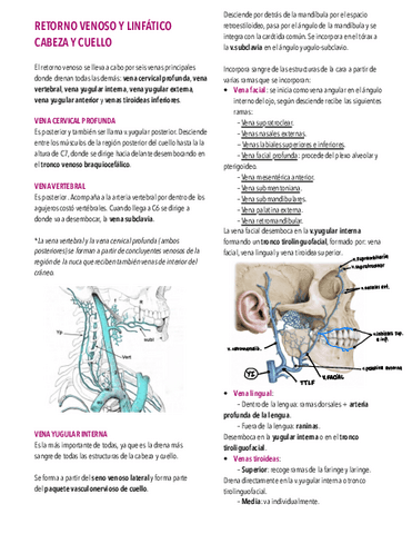 6.-Venas-y-linfaticos.pdf