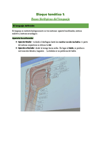 2.-Bases-biologicas-del-lenguaje.pdf