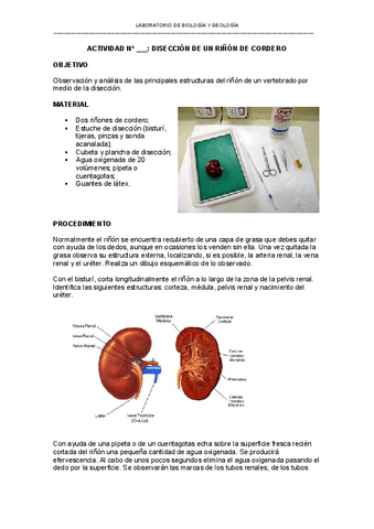 45-Diseccion-rinon.pdf