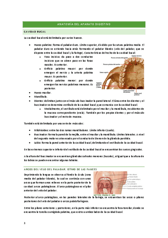 anato-digestivo.pdf