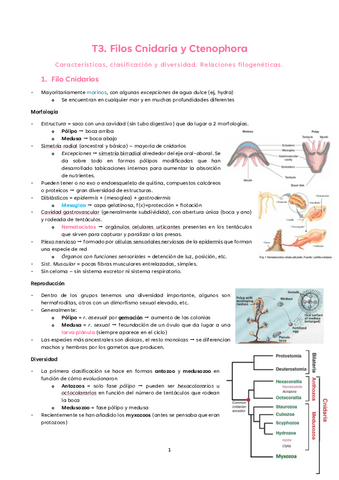 T3.-Cnidarios-y-Ctenoforos.pdf