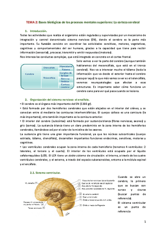 TEMA-2-Bases-biologicas-de-los-procesos-mentales-superiores-La-corteza-cerebral.pdf