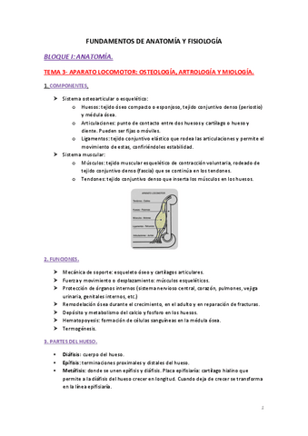 Apuntes-tema-3.-Aparato-locomotor-osteologia-artrologia-y-miologia.pdf