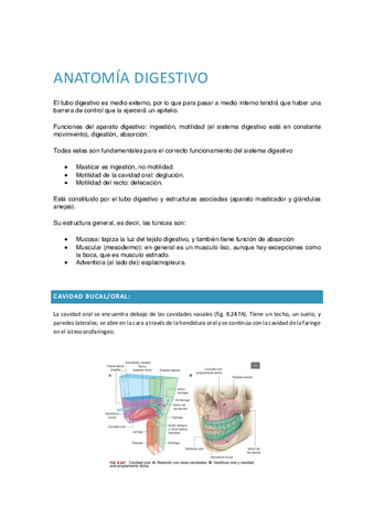 APUNTES-ANATOMIA-DIGESTIVO.pdf