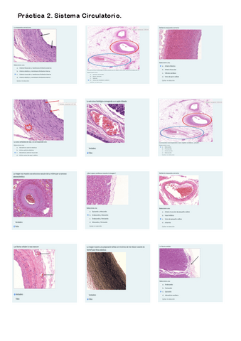 Práctica 2. Cuestionario Aparato Circulatorio.pdf
