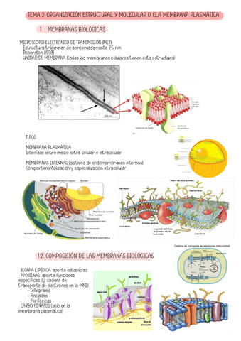 TEMA-2.-ORGANIZACION-ESTRCUTURAL-Y-MOLEUCALR-DE-LA-MEMBRANA-PLASMATICA.pdf