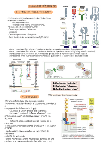 TEMA-4.-ADHESION-CELULAR.pdf