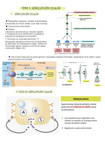 TEMA-5.-SENALIZACION-CELULAR.pdf