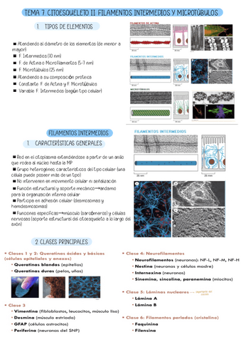 TEMA-7.-CITOESQUELETO-II-FILAMENTOS-INTERMEDIOS-Y-MICROTUBULOS.pdf