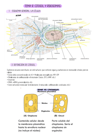 TEMA-8.-CITOSOL-Y-RIBOSOMAS.pdf