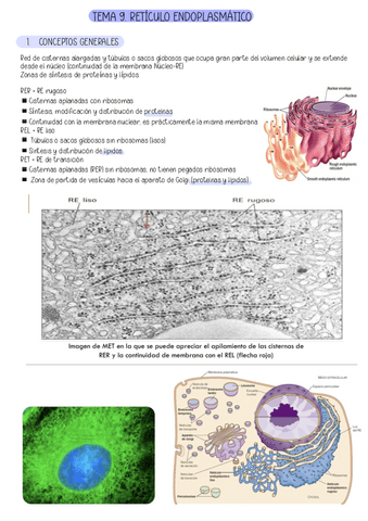 TEMA-9.-RETICULO-ENDOPLASMATICO.pdf