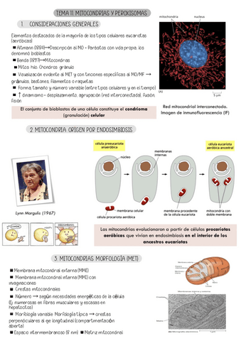 TEMA-11.-MITOCONDRIAS-Y-PEROXISOMAS.pdf