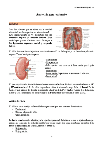 Anatomia-genitourinario completo.pdf