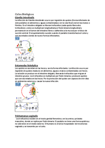 Ciclos-Biologicos.pdf