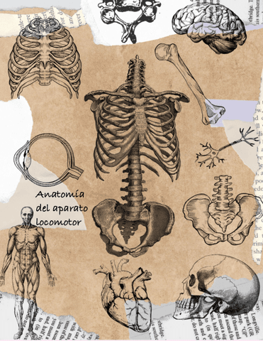 Anatomia-Tema-4.pdf