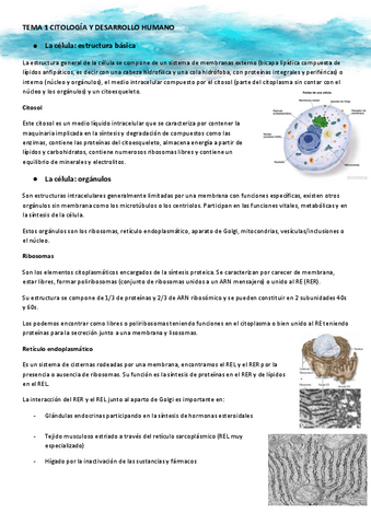 TEMA-1-CITOLOGIA.pdf
