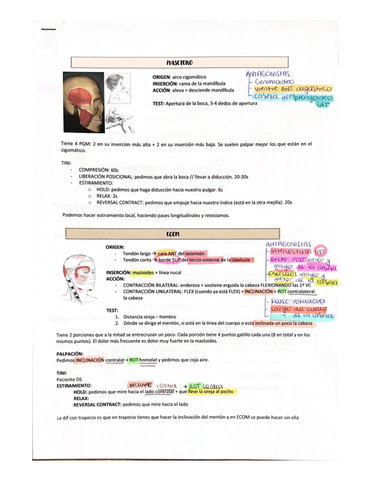 APUNTES-EXAMEN-PRACTICO-PGM--FIBROLISIS.pdf