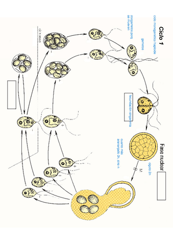 Seminario-de-ciclos-resuelto.pdf