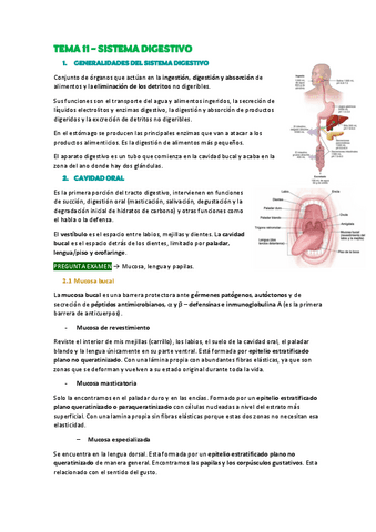 TEMA-11-Sistema-digestivo.pdf