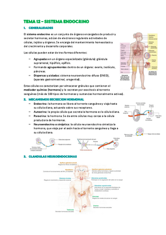 TEMA-12-Sistema-endocrino.pdf