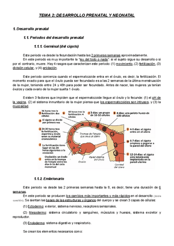 Tema-2-Desarrollo-prenatal-y-neonatal.pdf