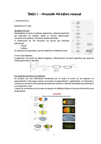 TEMA-5-DESARROLLO.pdf
