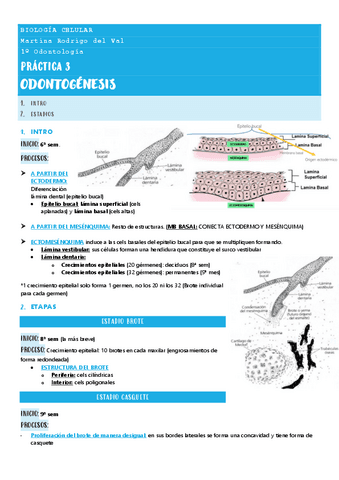 Practica-3.-Odontogenesis.-Teoria..pdf