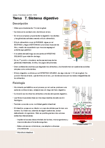 Tema-7.-Sistema-digestivo.pdf
