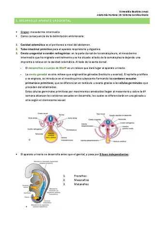 Anatomia-genitourinario (completo, falta ap.masculino).pdf