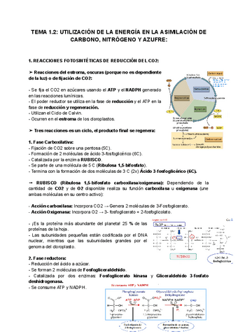 TEMA-1.2-UTILIZACION-DE-LA-ENERGIA-EN-LA-ASIMILACION-DE-CARBONO-NITROGENO-Y-AZUFRE.pdf