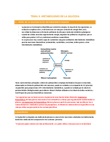 TEMA-3-METABOLISMOS-DE-LA-GLUCOLSA-P.1.pdf