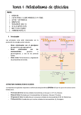 Tema-4-metabolismo.pdf