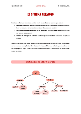 4.-Sistema-nervioso.pdf