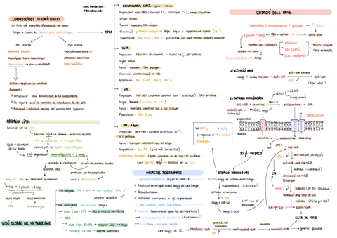 4.-Metabolisme-lipidic.pdf