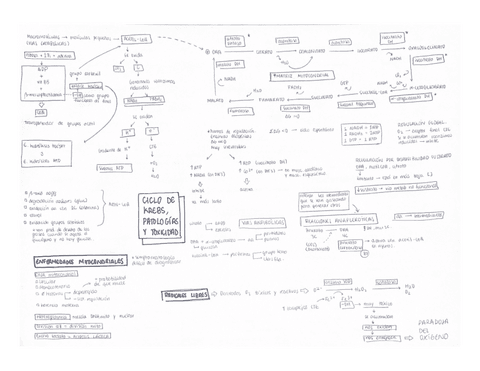 2.-Cicle-de-Krebs-i-CTE.pdf