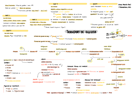 3.-Metabolisme-dels-carbohidrats.pdf