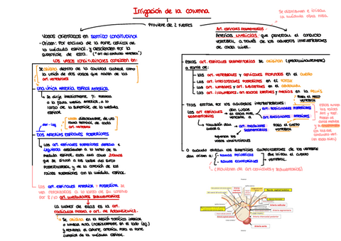 Esquema.-Irrigacion-de-la-columna.pdf