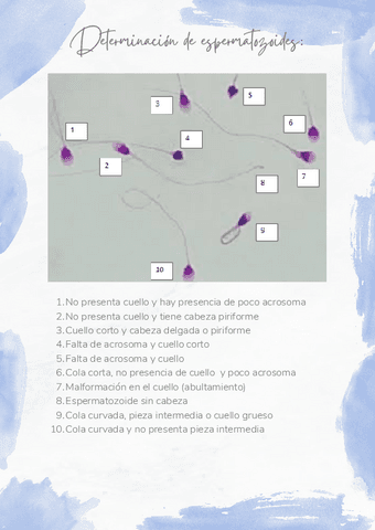 Determinacion-de-espermatozoides-ejercicio.pdf