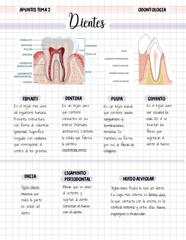 Apuntes-Tema-2-odontologia.pdf