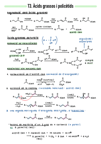 T3-Acids-grassos-i-policetids.pdf