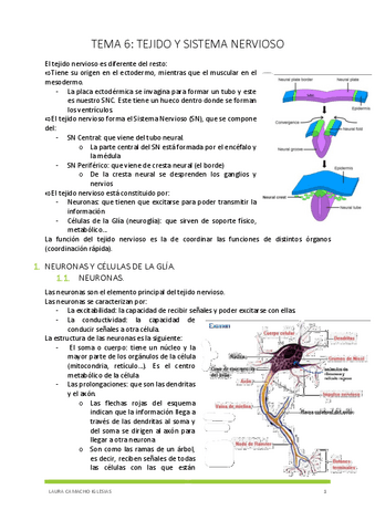 TEMA-6-TEJIDO-Y-SISTEMA-NERVIOSO.pdf