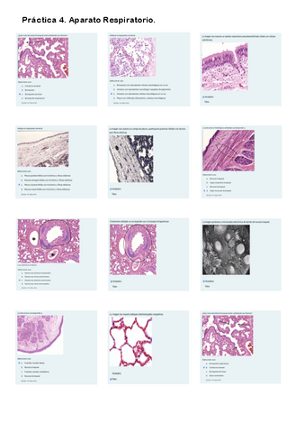 Práctica 4. Cuestionario Aparato Respiratorio.pdf