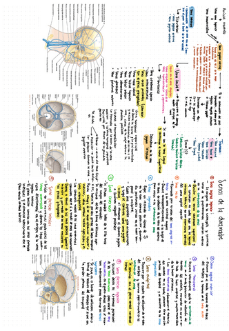 GLANDULAS-SALIVALES.pdf