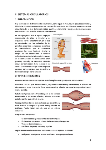 TEMA-8.-Sistemas-circulatorios.pdf