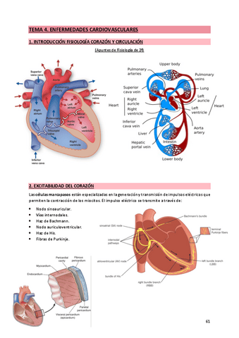 4. Cardiovascular.pdf