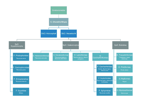 CLASIFICACION-CONDRICTIOS.pdf