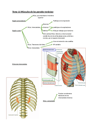 Tema-11-Musculos-de-las-paredes-toracicas.pdf