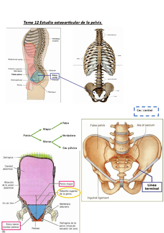 Tema-12-Estudio-osteoarticular-de-la-pelvis.pdf