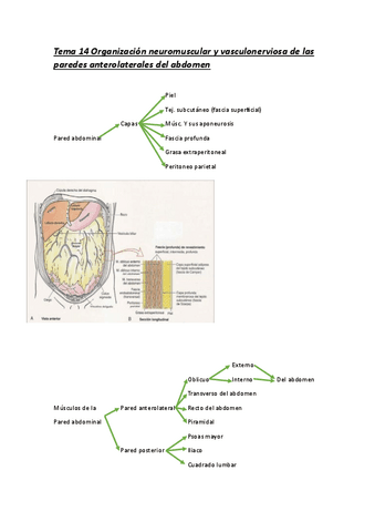 Tema-14-Organizacion-neuromuscular-y-vasculonerviosa-de-las-paredes-anterolaterales-del-abdomen.pdf