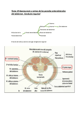 Tema-15-Aponeurosis-y-vainas-de-las-paredes-anterolaterales-del-abdomen.pdf